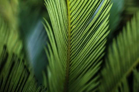 Sago Palm Foto stock