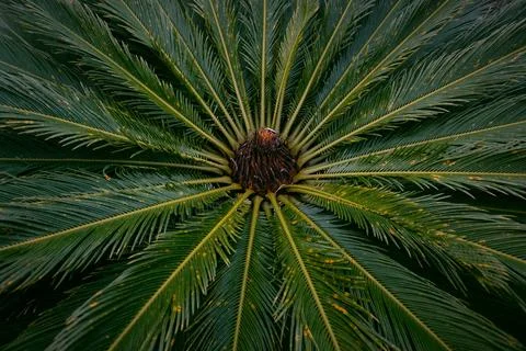 Sago Palm Stock Photos