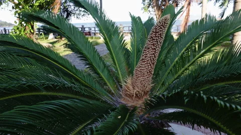 Sago palm tree cone growing in tropical garden Stock Footage 338340647