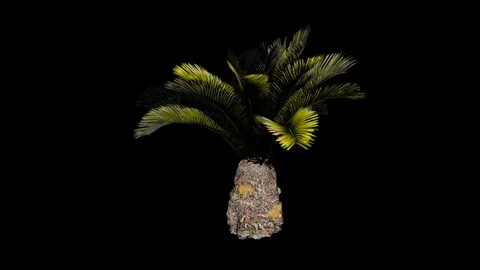 Sago Palm Tree. Stock Footage 88434369