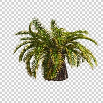 Sago Palm Tree image on a transparent background Stock Illustration