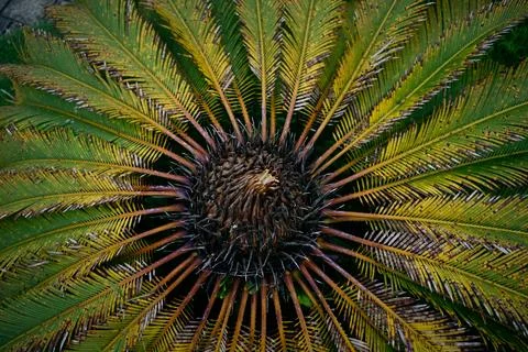 Sago Palm Tree Stock Photos