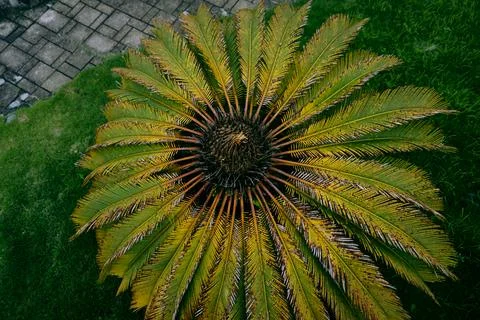 Sago Palm Tree Stock Photos