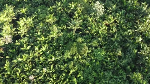 Sago Tree Stock Footage 267926046