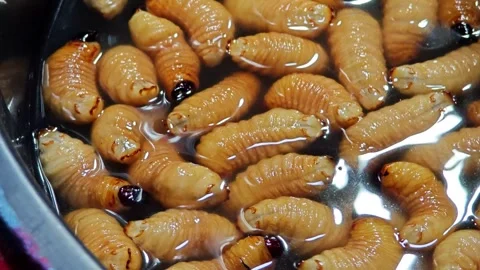 Sago worm, larvae from the red palm weevil. Stock Footage 306924345