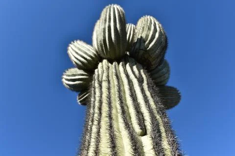 Saguaro Abstract Viewpoint Stock Photos