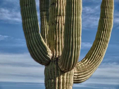 Saguaro Against Partial Clouds Stock Photos