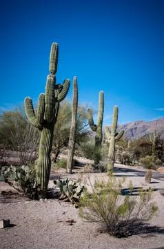 Saguaro cacti Stock Photos