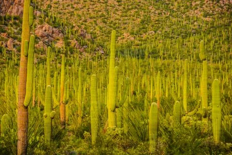 Saguaro Cacti Stock Photos