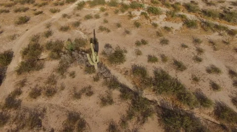 SAGUARO CACTUS 360 4K Stock Footage 63129902