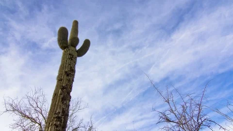 Saguaro Cactus and Moving Clouds Timelapse in Phoenix, Arizona 4K 動画素材 71931877
