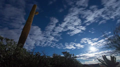 Saguaro Cactus Astro Time Lapse Stock-Footage 24110994