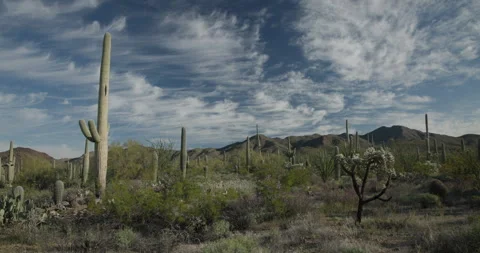Saguaro Cactus Beneath Wispy Clouds in Arizona Sonoran Desert Stock Footage 337742390