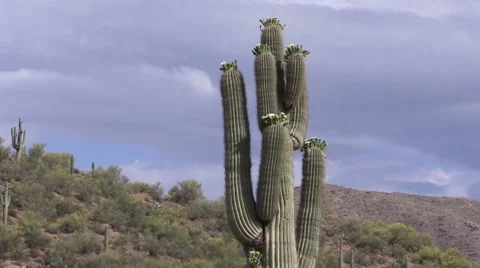 Saguaro Cactus in Bloom Vídeos de archivo 50380514