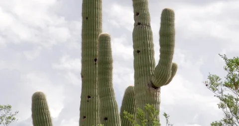 Saguaro cactus in the desert with clouds Stock Footage 101071078