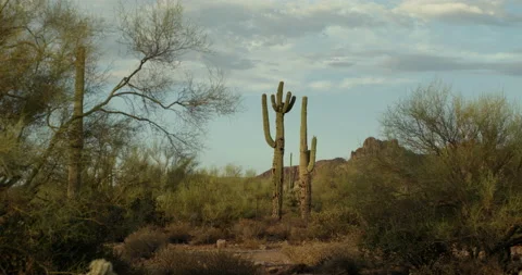 Saguaro cactus in the desert 스톡 동영상 201039787