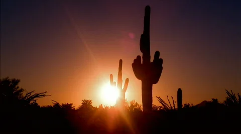Saguaro Cactus Desert Sunrise HD Stock Footage