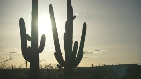 Saguaro cactus desert at sunset evening in Tucson Arizona Stock Footage 237464750