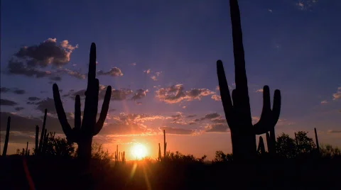 Saguaro Cactus Desert Sunset HD Stock Footage