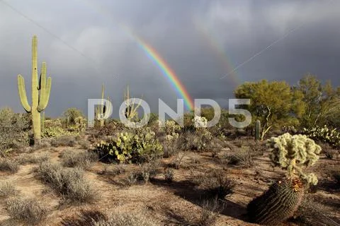 Saguaro Cactus Double Rainbow Stock Photos