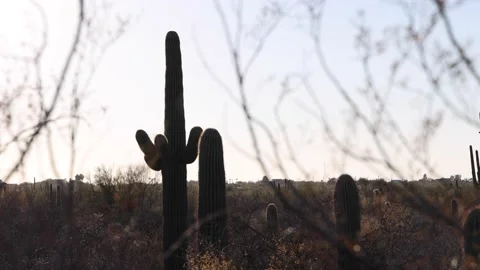Saguaro Cactus In Dry Environment Stock-Footage 148403231