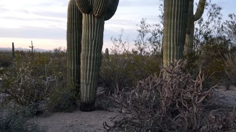 Saguaro Cactus during Sunset Stock Footage 102616274