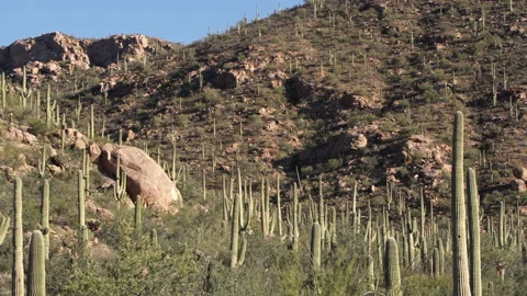 Saguaro cactus everywhere between rocks Stock Footage 212661861