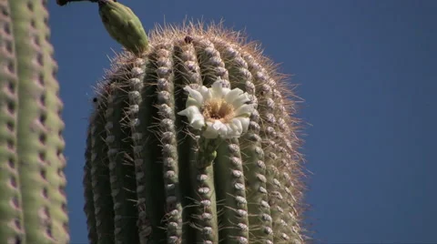 Saguaro cactus with flower 스톡 동영상 55048748