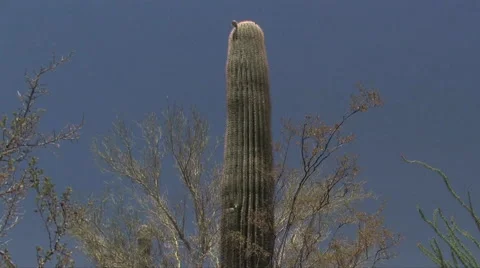 Saguaro Cactus 스톡 동영상 55048411