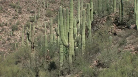 Saguaro Cactus 스톡 동영상 55059284