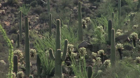Saguaro Cactus 스톡 동영상 55060606