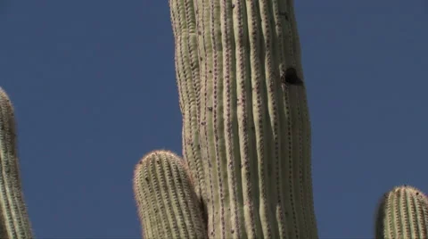 Saguaro cactus 스톡 동영상 55063394