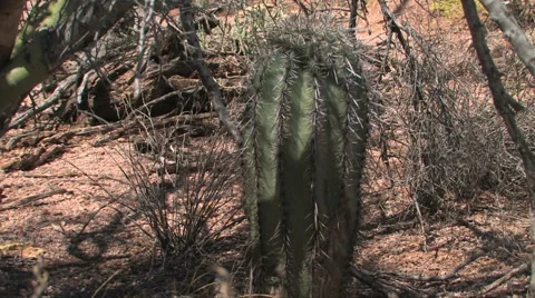 Saguaro Cactus 스톡 동영상 55064453