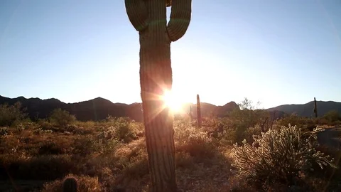 The Saguaro Cactus Stock Footage 76193328