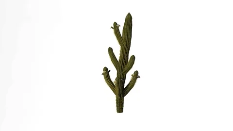Saguaro Cactus. Stock Footage 90854406