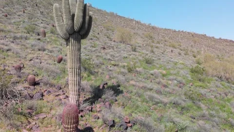Saguaro Cactus Stock Footage 130535916