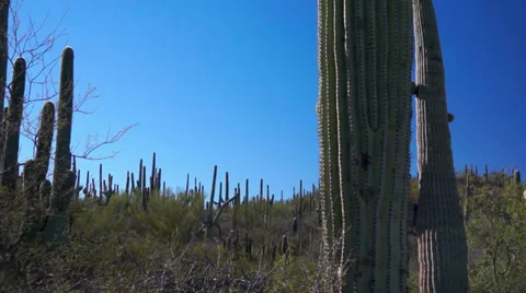 Saguaro Cactus Forest Dolly Stock Footage 33637536