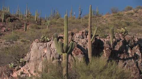 Saguaro cactus on hillside 스톡 동영상 55083948