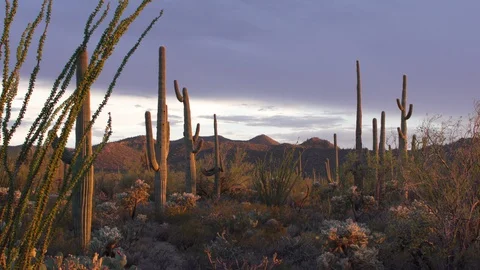 SAGUARO CACTUS LANDSCAPE Stock-Footage 127873743