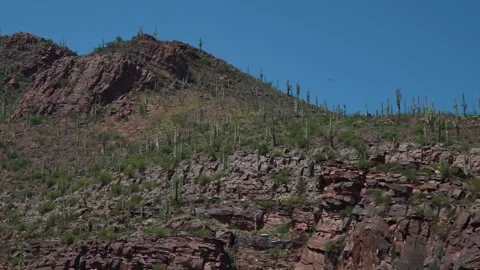 Saguaro Cactus on the Mountain Stock Footage 246844154