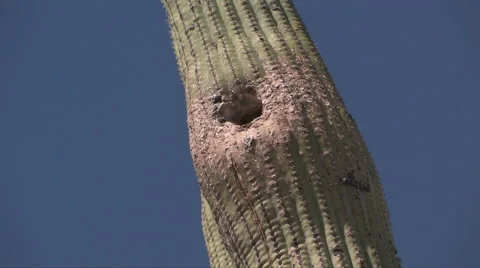 Saguaro cactus with nesting hole 스톡 동영상 55063803