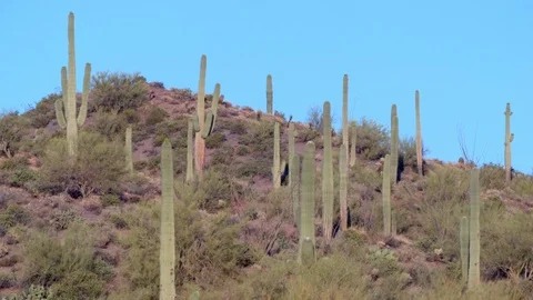 Saguaro cactus patch on the hills Stockbeeldmateriaal 90207575