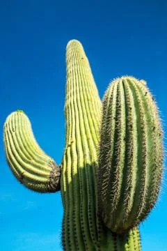 Saguaro Cactus Stock Photos