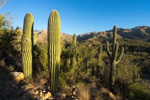 Saguaro cactus Fotos Stock