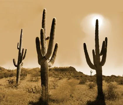 Saguaro Cactus Stock Photos
