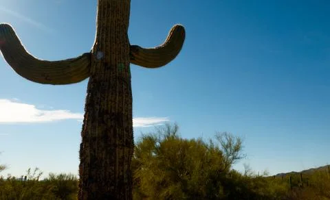 Saguaro Cactus Foto stock