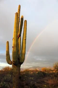 Saguaro Cactus Rainbow Stock Photos