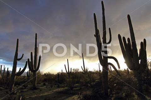 Saguaro Cactus Silhouettes Stock Photos