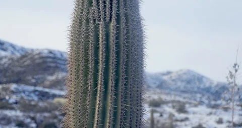 Saguaro Cactus with the Snow. Stock Footage 105138707