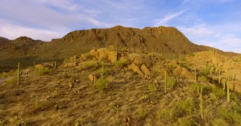 Saguaro Cactus Sonoran Desert Arizona Hot Dry Arid Nature Landscape Aerial 4K Stock Footage